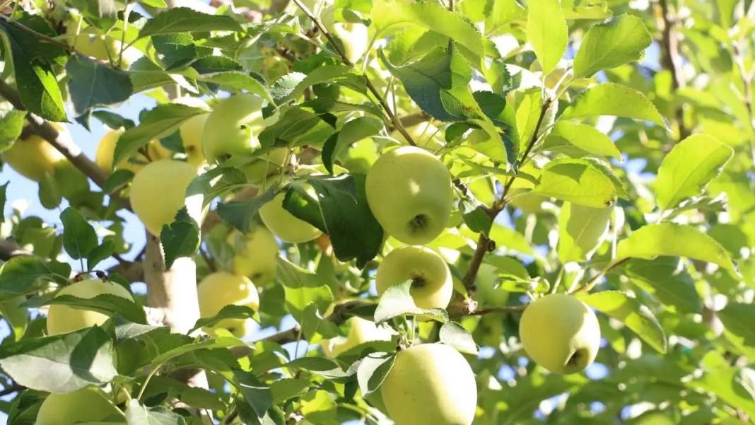 Isparta’da Don ve Kuraklık Gölgesinde Elma Hasadı! Rekoltede Ciddi Düşüş 2